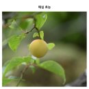 매실 효능 이미지