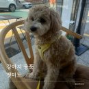 펫마트서울 | [내돈내산]재방문 펫마트 천호점 방문후기