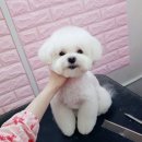 코지펫살롱 이미지