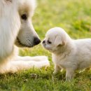 네오펫동물메디컬센터 이미지