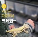 처인구파충류샵 크레빈에서 도마뱀 입양 후기