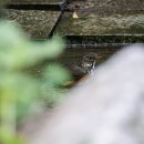 봉서산약수 이미지