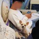 로니펫 이미지