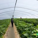 천애농장 이미지