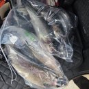 평창낚시 | 얼음 위에서 송어가 튀어나왔다!!!!평창 송어 축제 낚시 후기