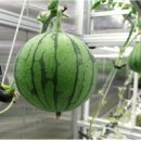 고추연구소농장 이미지