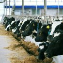 순영목장 이미지