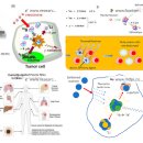 암세포만 선택적으로 사멸시키는 붕소중성자포획치료(BNCT, Boron Neutron Capture Therapy) 이미지