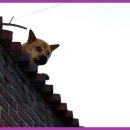 개랑 나들이 이미지