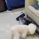 개님은 털빨 이미지