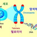 장수의 Barometer 텔로미어 이미지