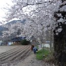 벚꽃수석 Daum카페