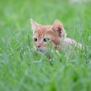 댕댕이와냥이 이미지