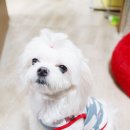 아이펫살롱 이미지