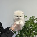 창원강아지분양 헬스독 애견입양 말티푸들포메라니안미니비숑 | 수원 강아지분양 수원강아지분양 헬스독 애견입양 말티푸들포메라니안미니비숑 책임감 있는 분양 문화