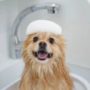 스위프트살롱 이미지