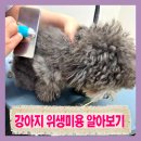 도그유토피아 살롱 이미지