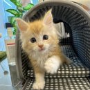 쿤 | 청주고양이 덩치만 큰 귀요미 메인쿤분양 후기