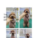 피닉스애견미용 이미지