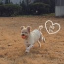 동심동물병원 | 11월 마무리_캠핑모임,낚시,제주도,아유르님입욕제,마라탕,쿠우쿠우,김장 먹기만 한 11월