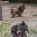 얼룩이농장 티브이데일리