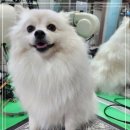 파트라슈 이미지