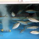 순천 아랫장-회센터 이미지