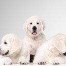 24시 신도림S동물의료센터 이미지