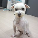 (주)로가닉 | 강아지관절영양제 닥터캐닌 로가닉조인트 슬개골탈구 미리 예방해요