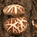 하얀버섯 이미지