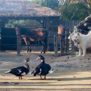 낙원농장4 이미지