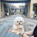 테디 켄넬(TEDDY KENNEL) | 평택 테디미니비숑 분양상위 0.1% 퀄리티, 첫눈에 반하는 인형 같은 미니비숑
