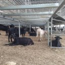 매화골농장 이미지