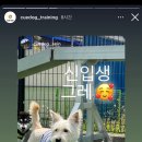 큐독 이미지