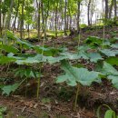 산골농장 내일까지 병풍취 50판 심기완료 이미지