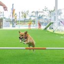 당당하개 이미지