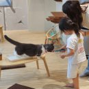 냥이놀이터 | (4살 아이와 갈만한 곳) 일산 고양이 카페 &#39;냥이놀이터&#39; 방문 후기