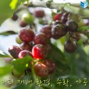 ﻿커피재배 환경 및 수확과 가공/ & #바리스타1급 #자격증 무료수강방법 안내 이미지