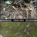 2024년 추석 산양산삼 반값 할인행사 이미지