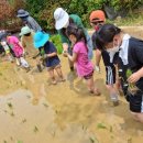 조안초등학교 이미지