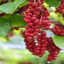 대성농원 이미지