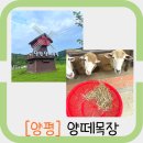 발해목장 | [양평] 서울 근교 먹이주기 체험이 가능한 양떼목장 방문 후기