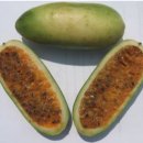 바나나 포카( Passiflora tarminiana ): 덩굴을 조심하세요! 이미지