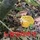 4곳 목청답사 산행.69 (애마 멘붕 된장)(원본 약초 매니아 카페) 이미지