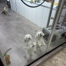 자이언트 PC방(2호점) | [성남] 분당수제간식 분당강아지간식 "애견수제간식전문점 드루와"