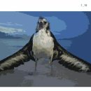 알바트로스 이미지