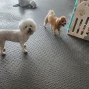우리애견 | 울산 캐슬 애견호텔 후기 – 우리 강아지 편안했던 하루