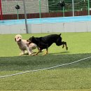 썸바디 독스 이미지