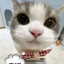 봄씨 아이싯테루 ~ ♥
