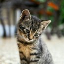 24시 바덴동물메디컬 이미지